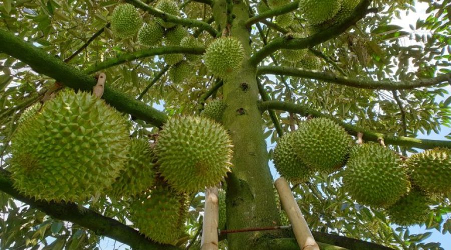 DỊCH VỤ TƯ VẤN KỸ THUẬT TRỒNG CÂY LÂU NĂM