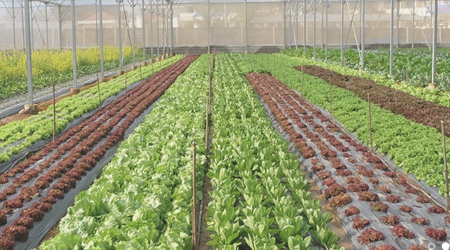 UNIVERS FARM ORGANICS