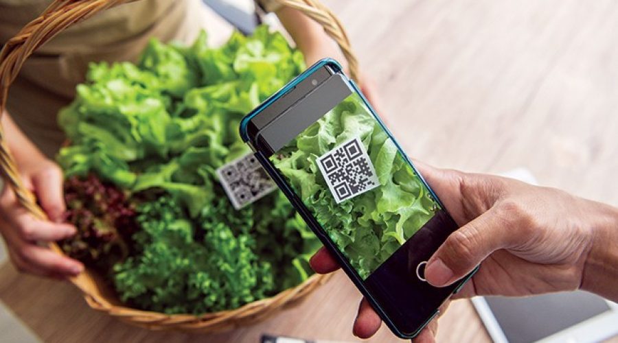 TƯ VẤN MÃ SỐ VÙNG TRỒNG