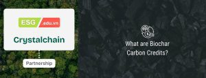 Hợp tác học hỏi kinh nghiệm phát triển tín chỉ carbon từ dự án Bank of Trees tại Thái Lan